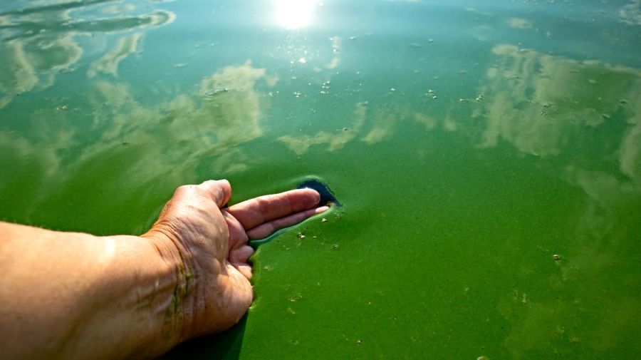 cianobacterias-en-los-rios-20220204-1308590