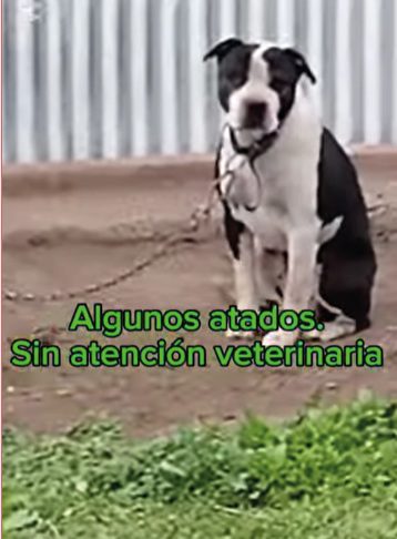 perro