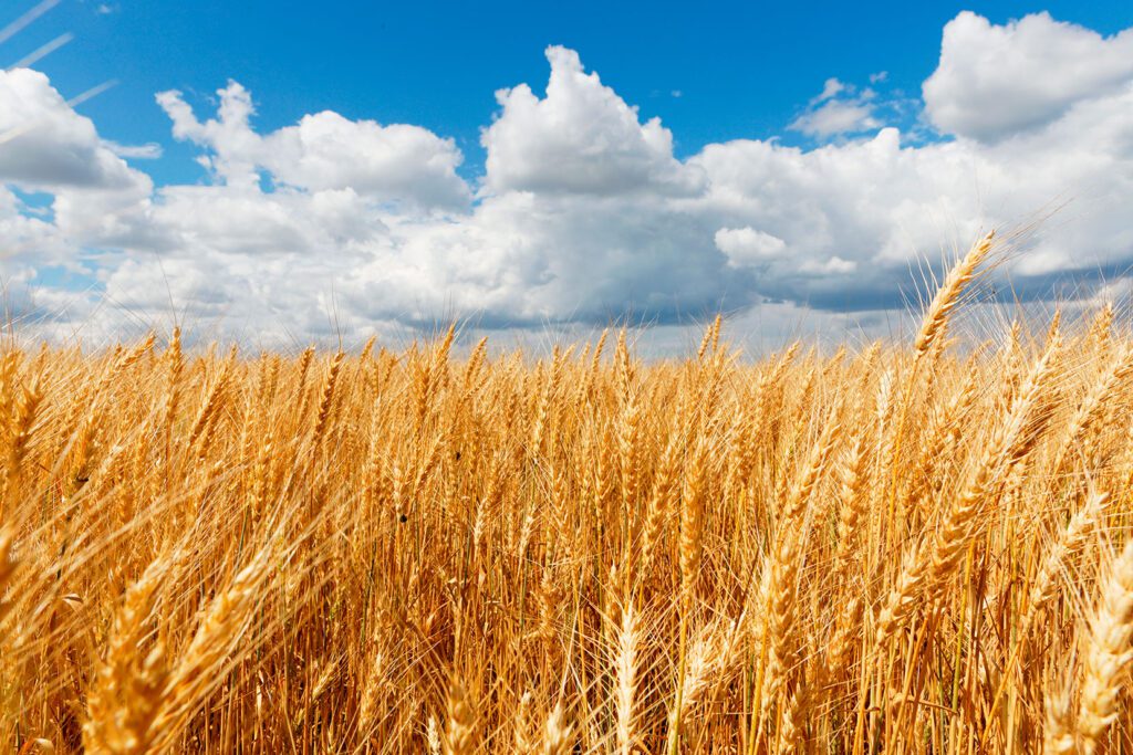 campo-de-cereal-1024x683